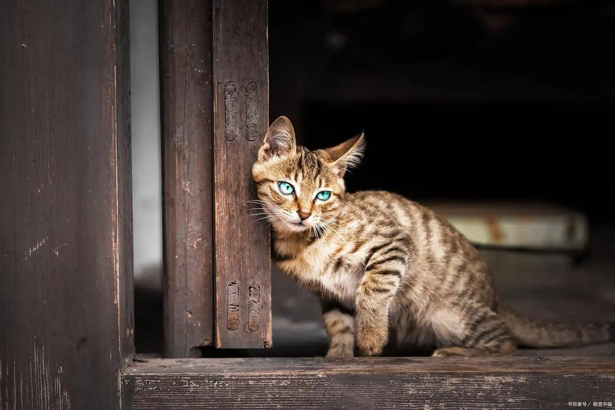 猫咪怀孕了要几个月生(猫咪怀孕了几个月生小猫)