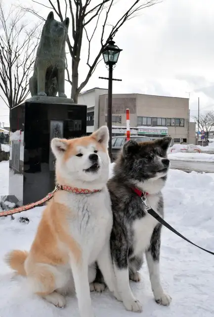 忠犬八公是秋田犬吗(忠犬八公的故事中的秋田犬图片)