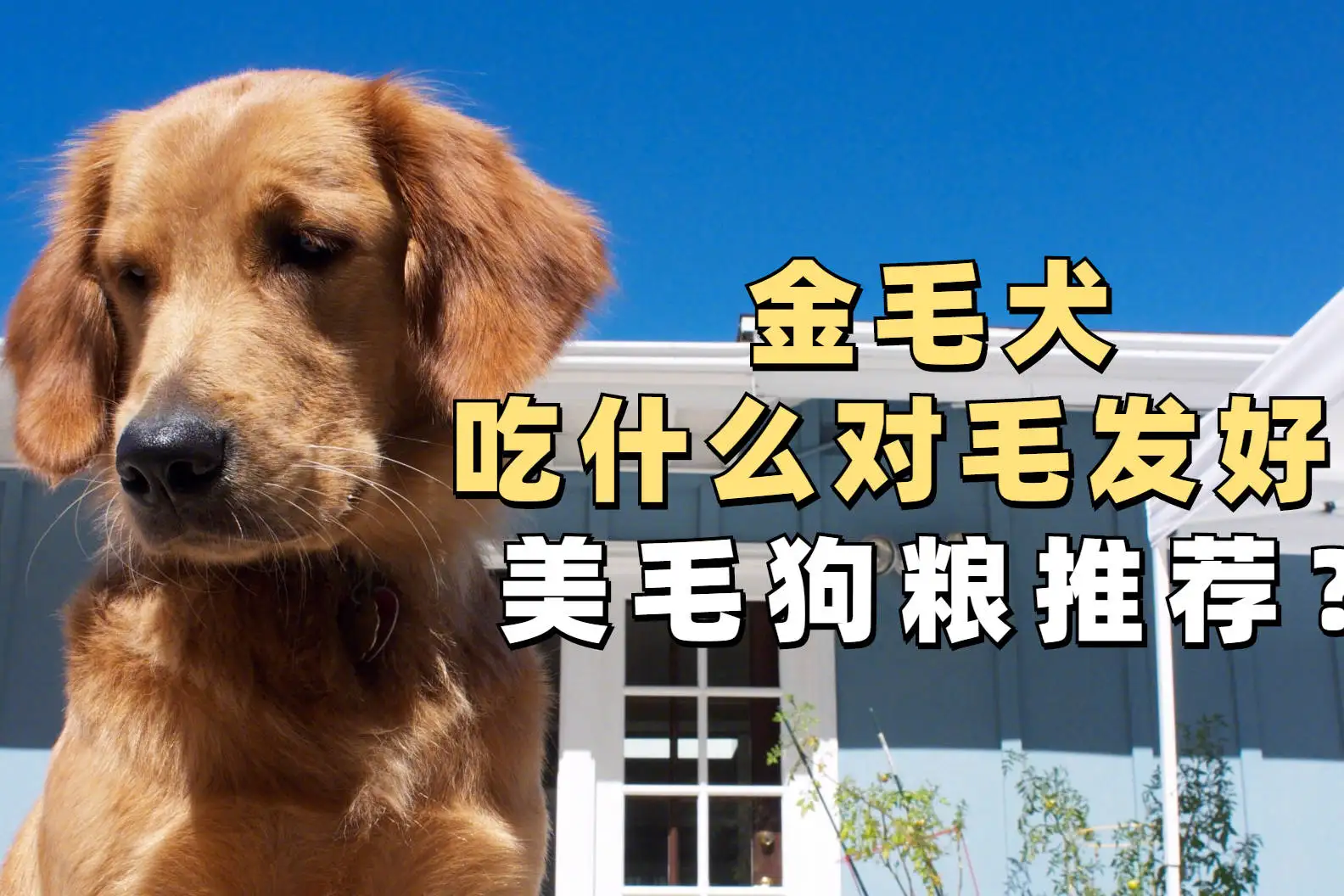 金毛吃什么狗粮毛色好(金毛犬吃什么?金毛吃什么狗粮好?)