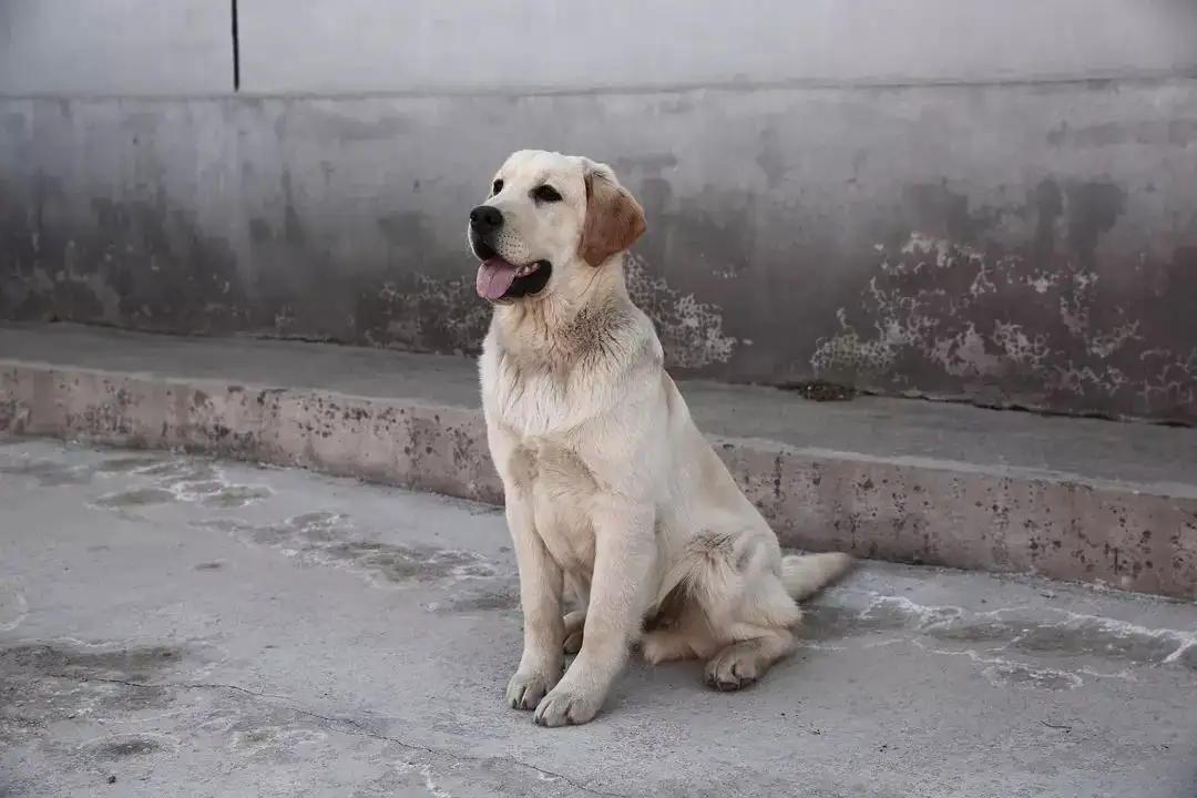 中国版忠犬八公里面的狗是什么品种的简单介绍