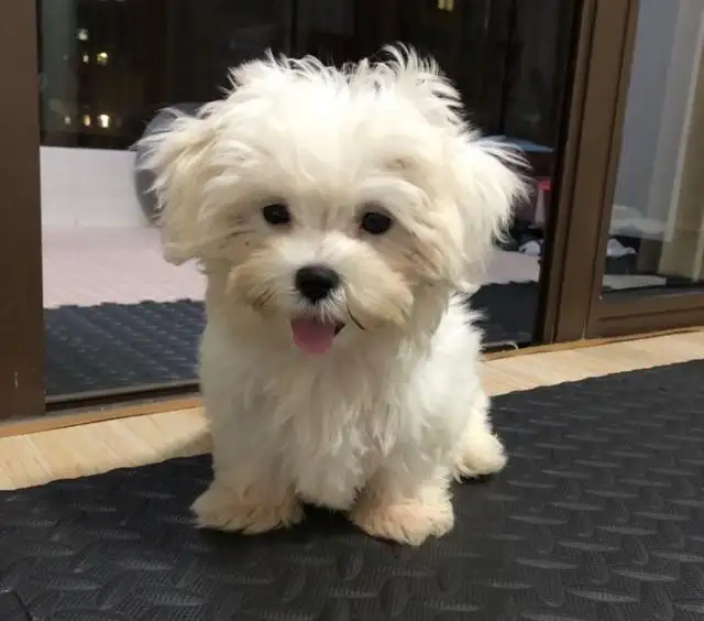 养马尔济斯犬(养马尔济斯犬的明星)