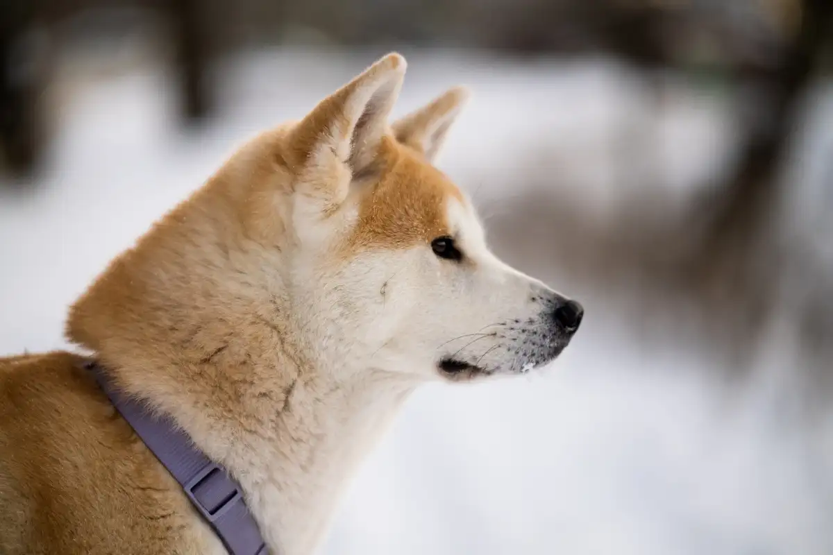 秋田犬聪明吗(秋田犬聪明吗排名第几)