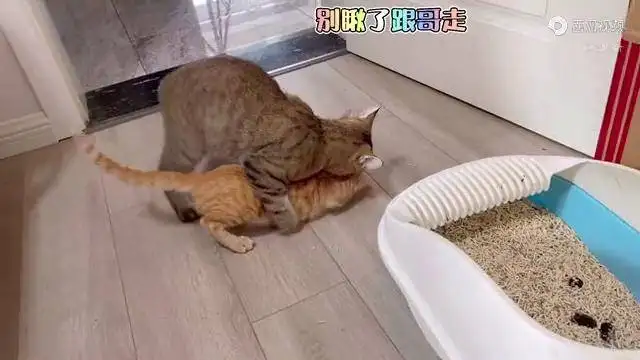 猫怀孕几个月(猫怀孕几个月才能生小猫)