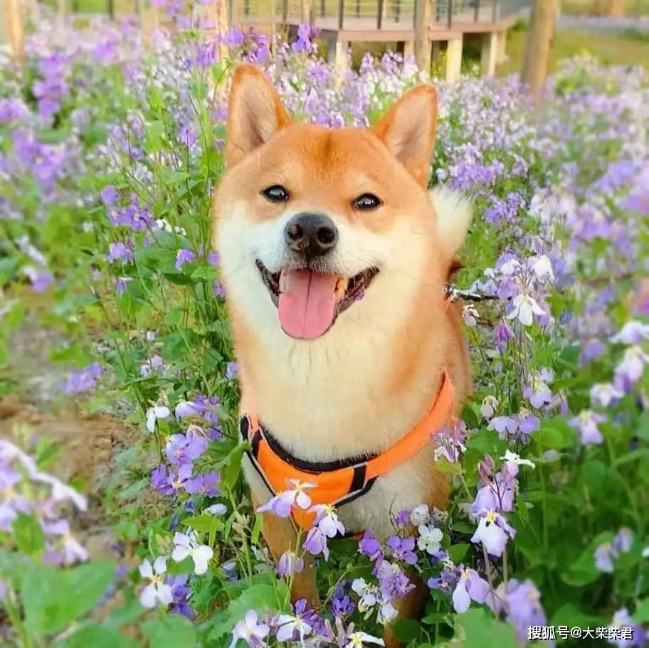 柴犬图片秋田犬(柴犬图片秋田犬图片大全)