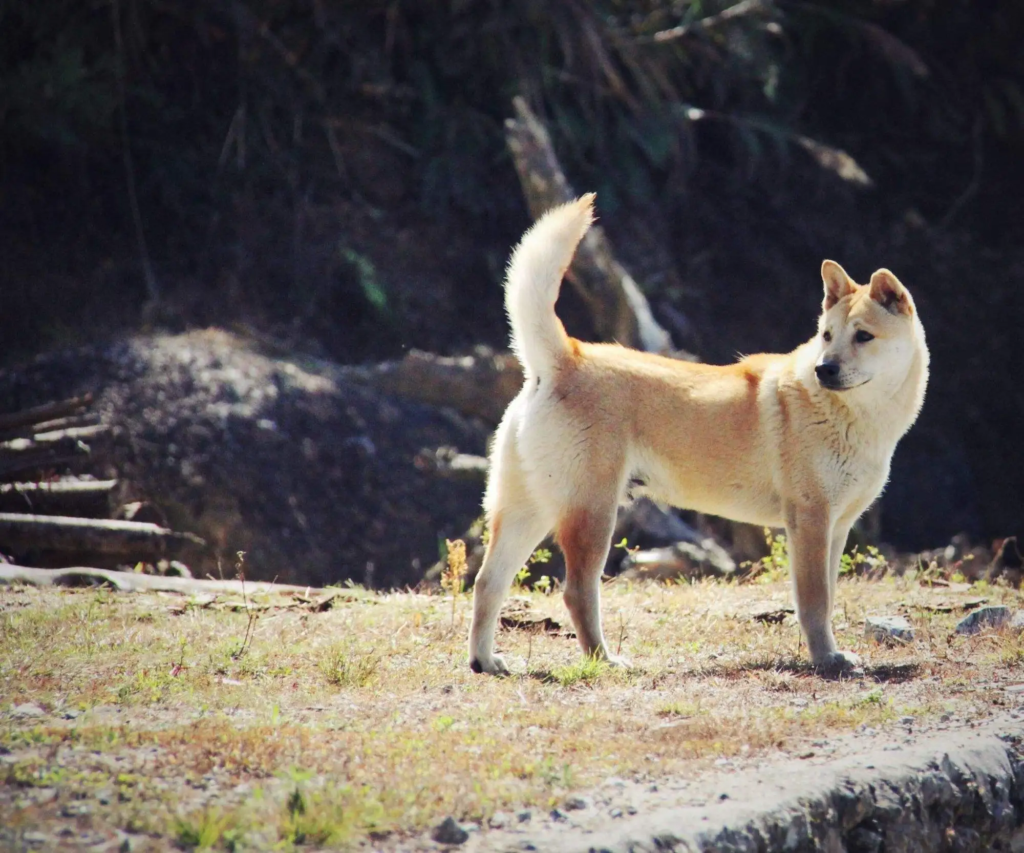 中华田园犬什么品种最温顺(中华田园犬什么品种最温顺好养)