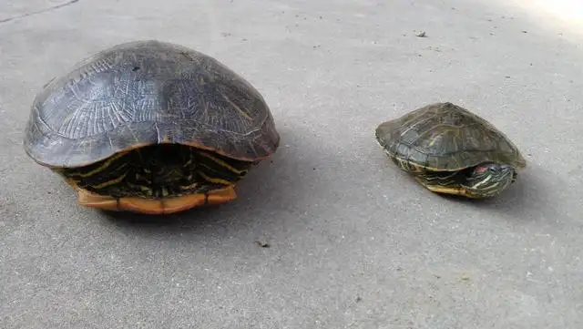 泥鳅吃龟的粪便吗(泥鳅会吃乌龟饲料吗)