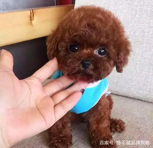 怎样养好泰迪犬(怎样养好泰迪狗狗)