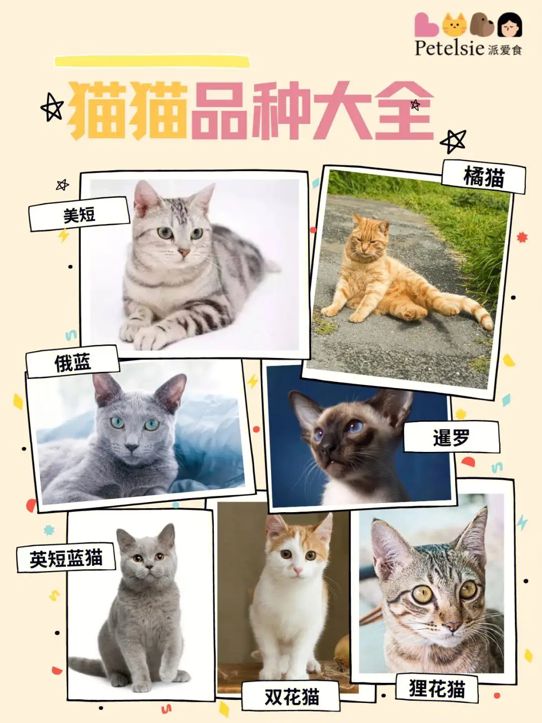 全部宠物猫的品种(宠物猫的品种大全排行)