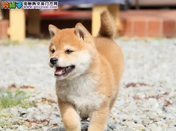 怎么买柴犬(柴犬购买指南)