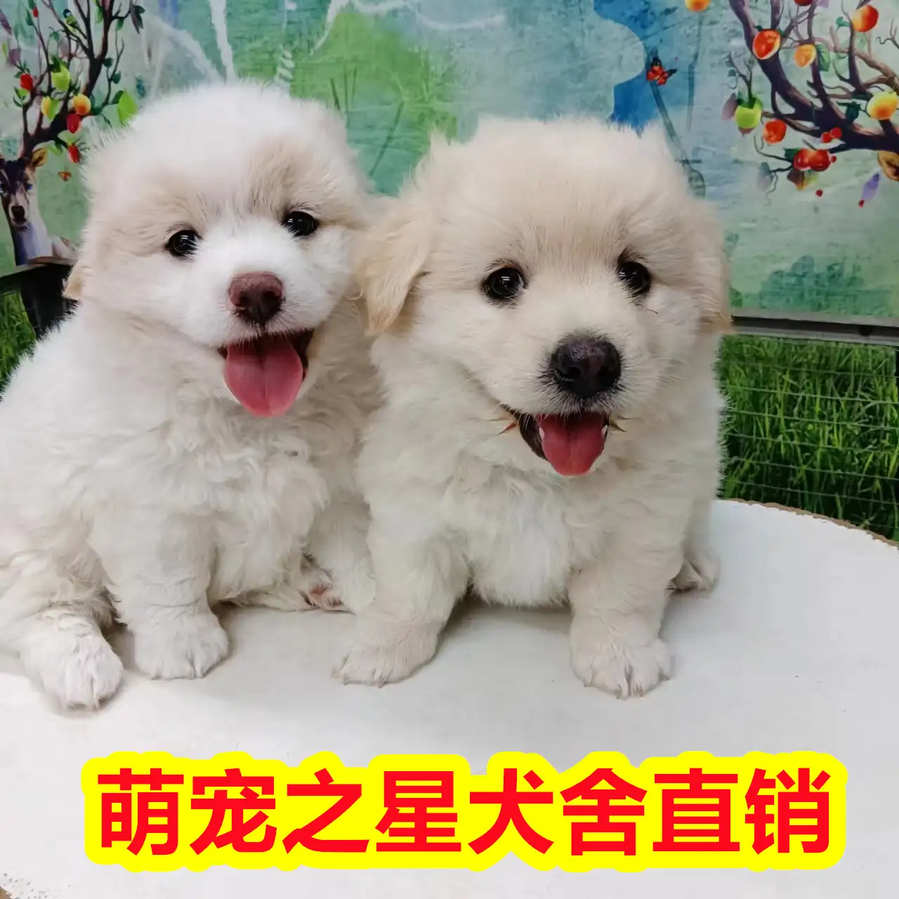 中华田园犬什么品种最温顺(中华田园犬什么品种最温顺好养)