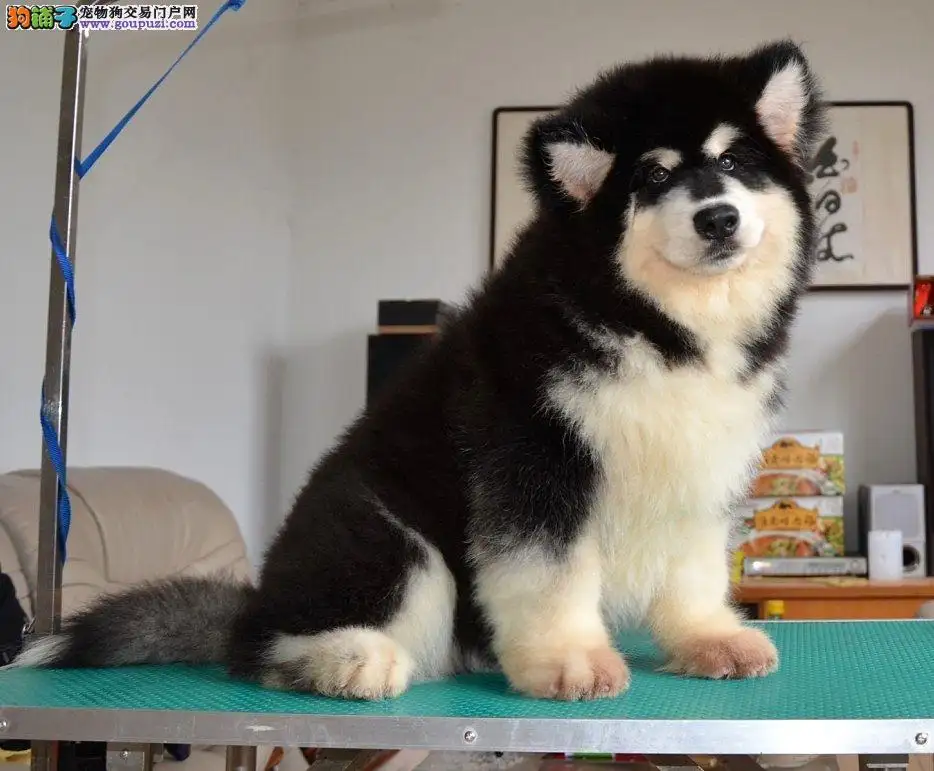 哪里买阿拉斯加雪橇犬(哪里买阿拉斯加雪橇犬比较好)