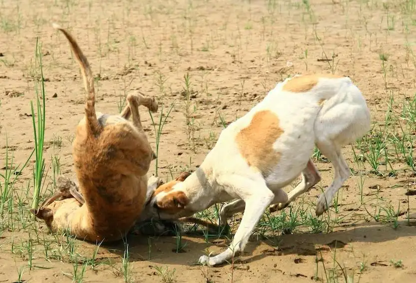 细犬是禁养犬吗(细狗属于禁养狗吗)