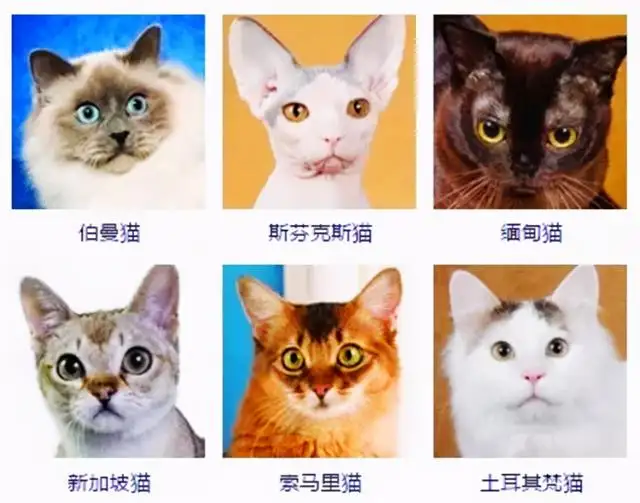 养只什么品种的猫(养只什么品种的猫好)