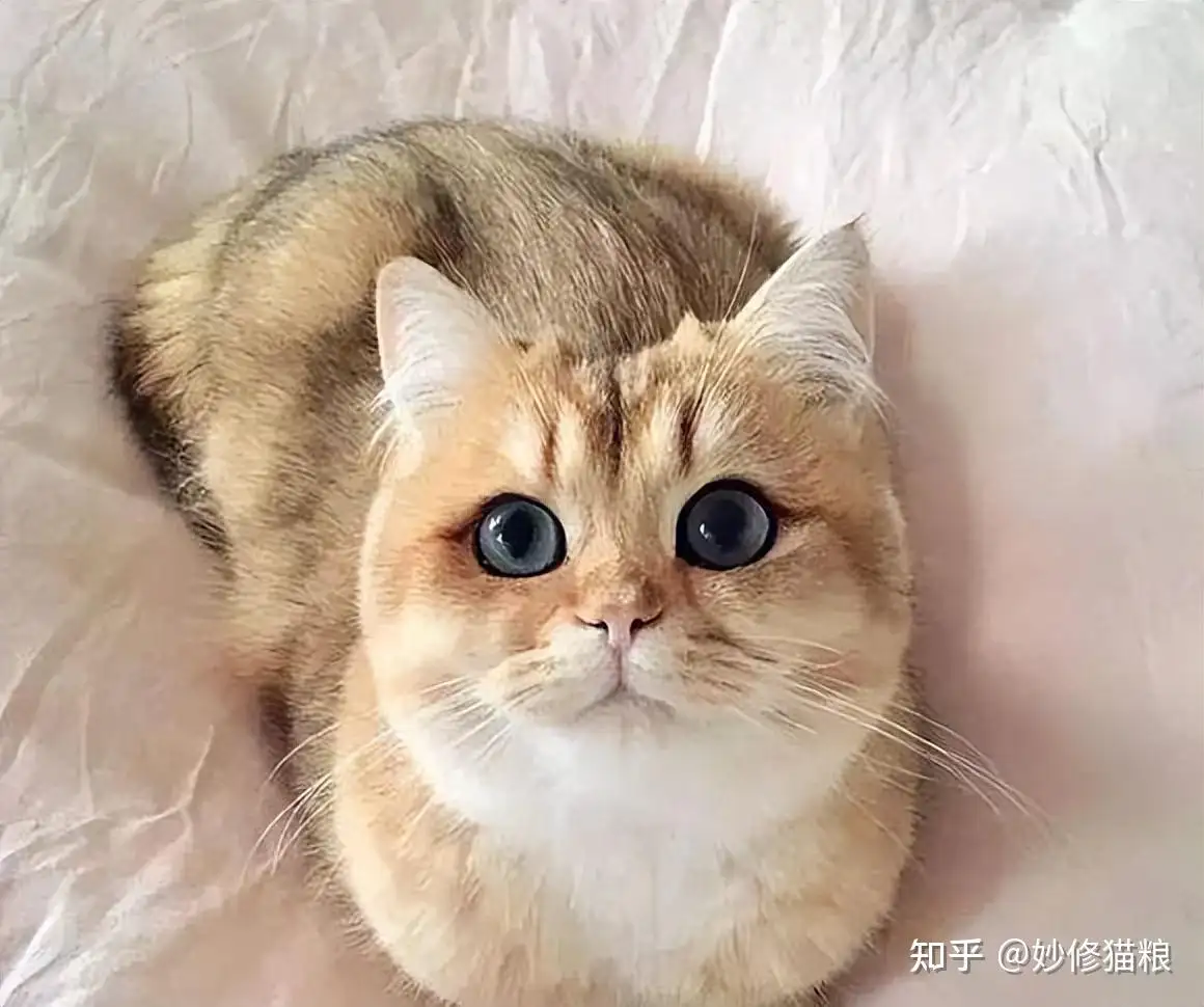 养只什么品种的猫(养只什么品种的猫好)