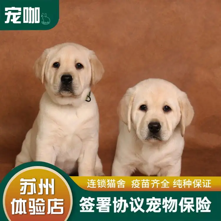 一只拉布拉多犬纯种幼犬多少钱(一只拉布拉多犬纯种幼犬多少钱啊)