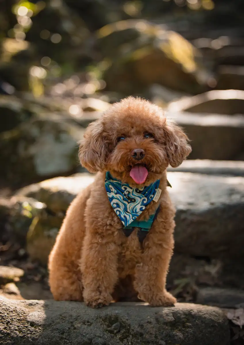 怎样养好泰迪犬(怎样养好泰迪狗狗)