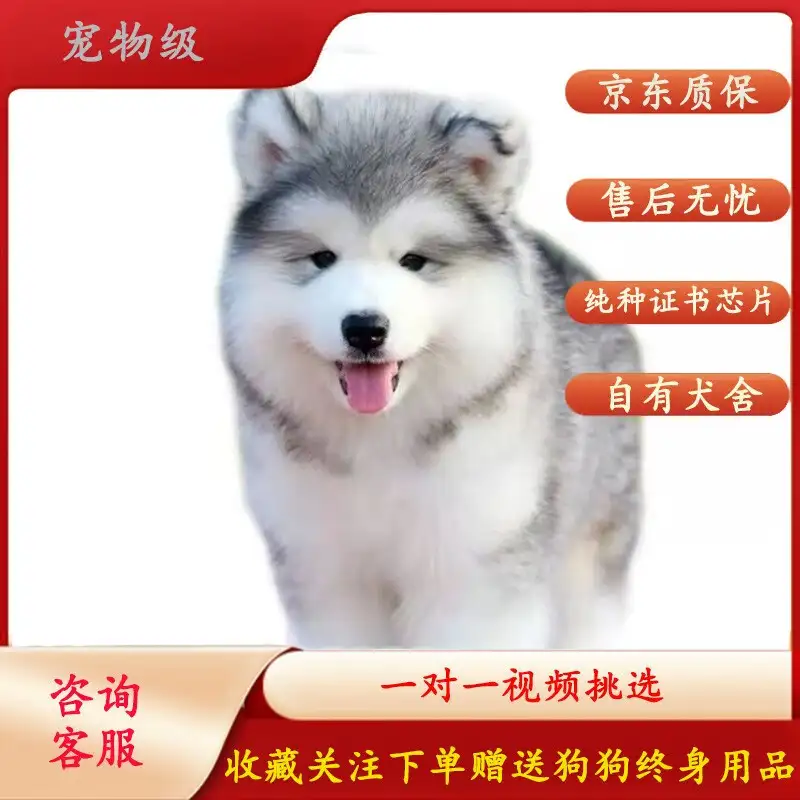 纯种阿拉斯加犬幼犬价格(纯种阿拉斯加幼犬价格多少钱一只)