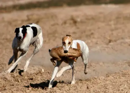 细犬是禁养犬吗(细狗属于禁养狗吗)