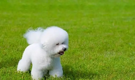 比熊幼犬的饲养方法(比熊幼犬的饲养方法视频)