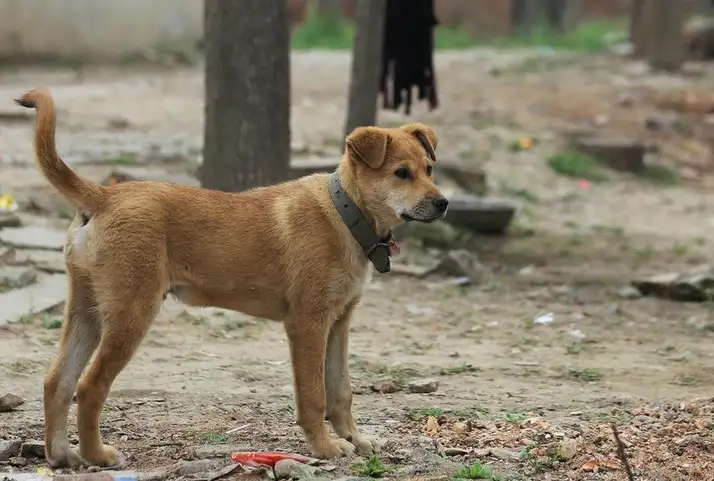 中华田园犬为什么叫土狗(中华田园犬为什么叫这个名字)