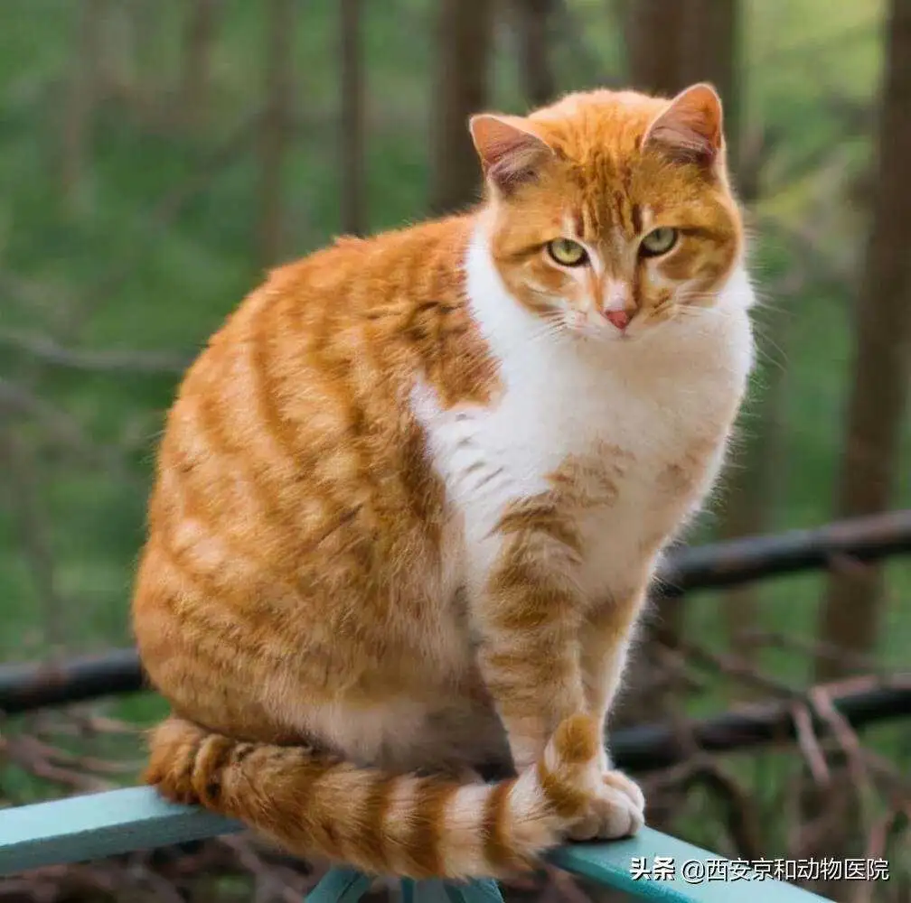 不常见的猫咪的品种(不常见的猫咪的品种有哪些)