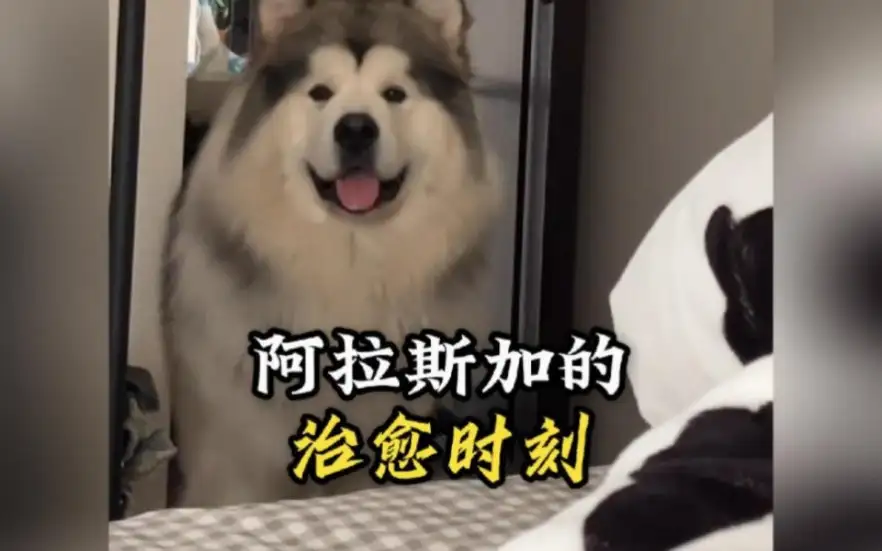 怎么养阿拉斯加犬(阿拉斯加怎么养才听话)