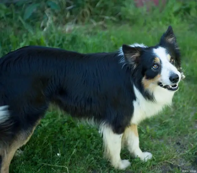 牧羊犬和边牧不是一个品种吗(牧羊犬和边牧不是一个品种吗图片)