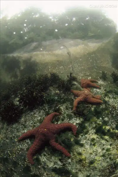 海星能活多少年(海星能活多少年的寿命)