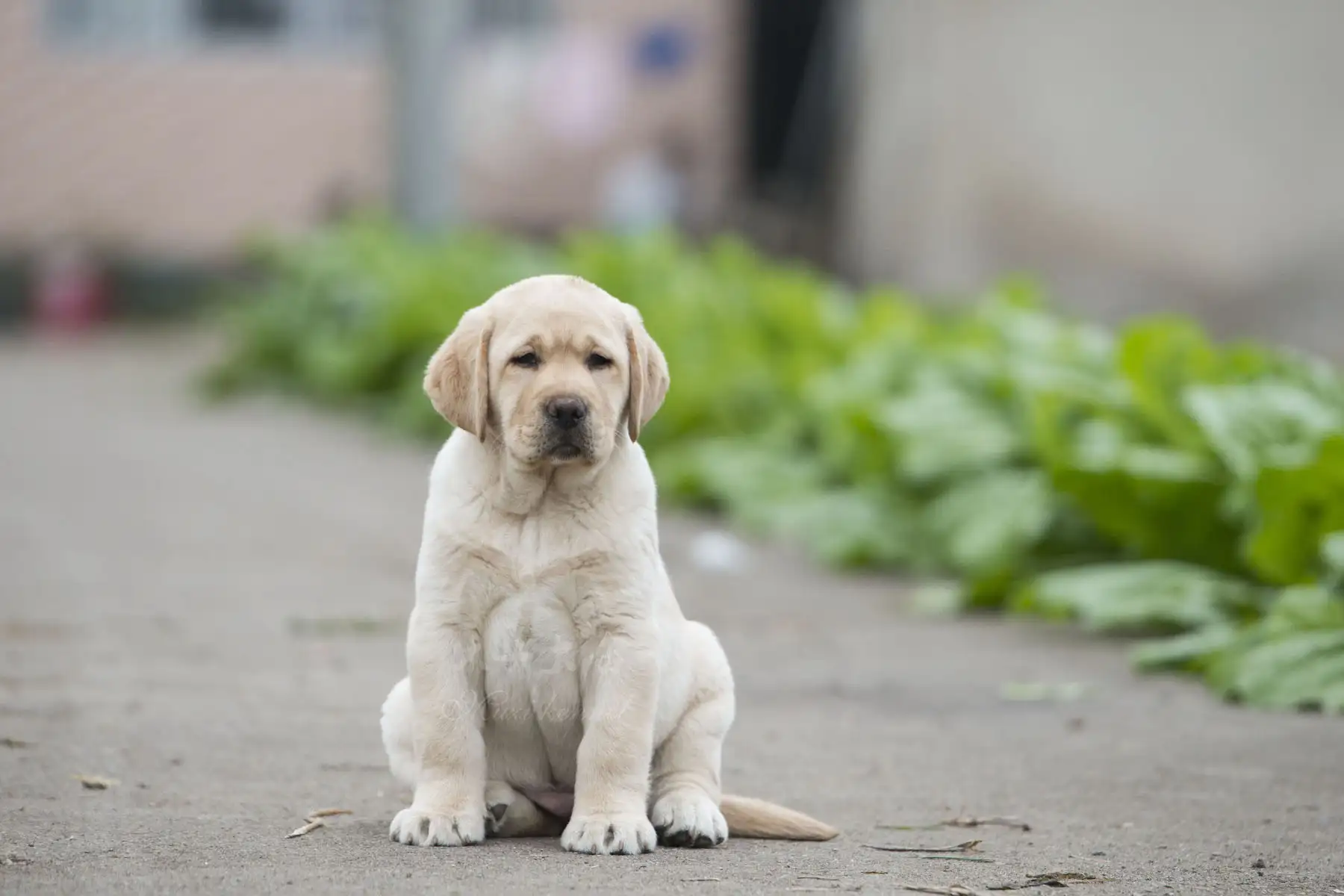 拉布拉多犬幼犬吃什么(拉布拉多幼犬吃什么比较好)