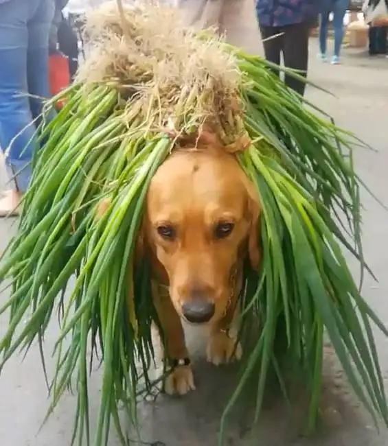 狗吃葱头会怎样(狗吃葱头量多大会有问题)