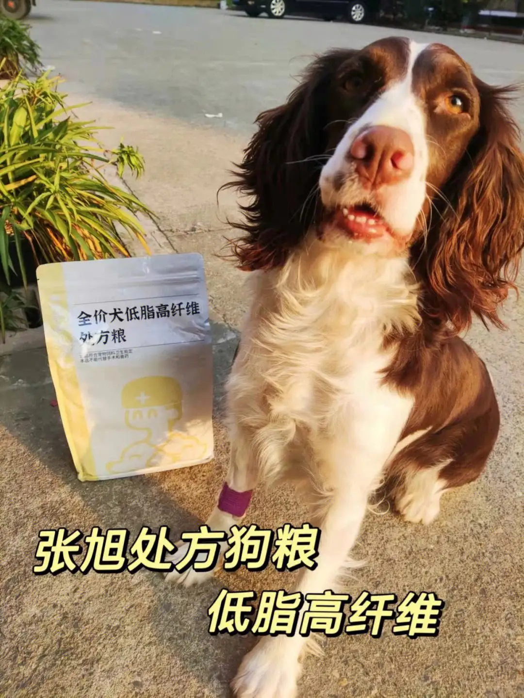 包含狗狗胰腺炎后吃什么狗粮比较好的词条