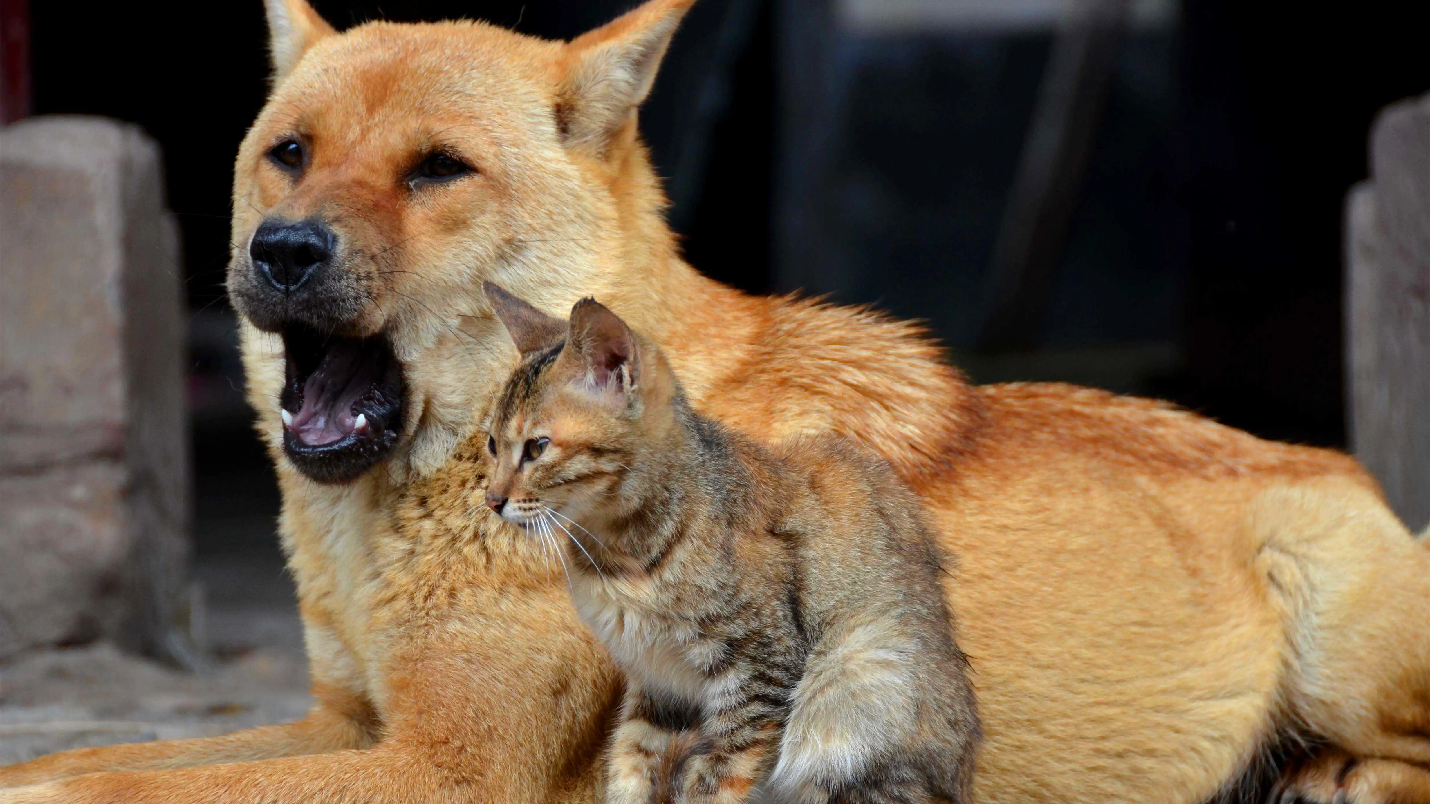 狗猫是什么品种(猫的品种和狗的品种)