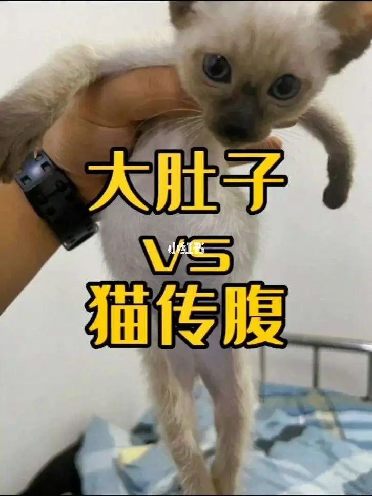 猫传腹多大会得(猫传腹多大猫会得)