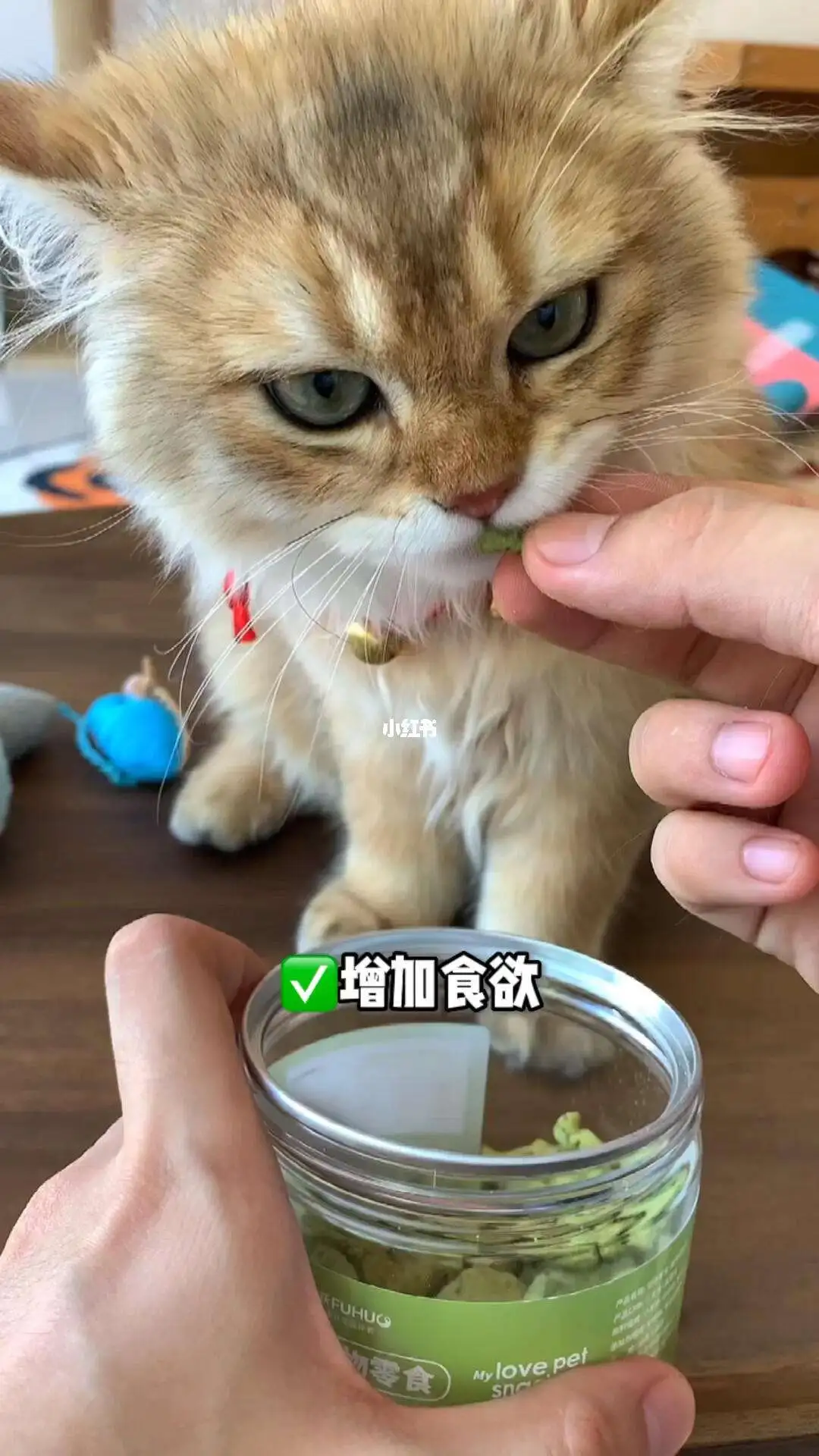 猫把猫薄荷吃了会怎么样(猫咪把猫薄荷吃了会不会有事)