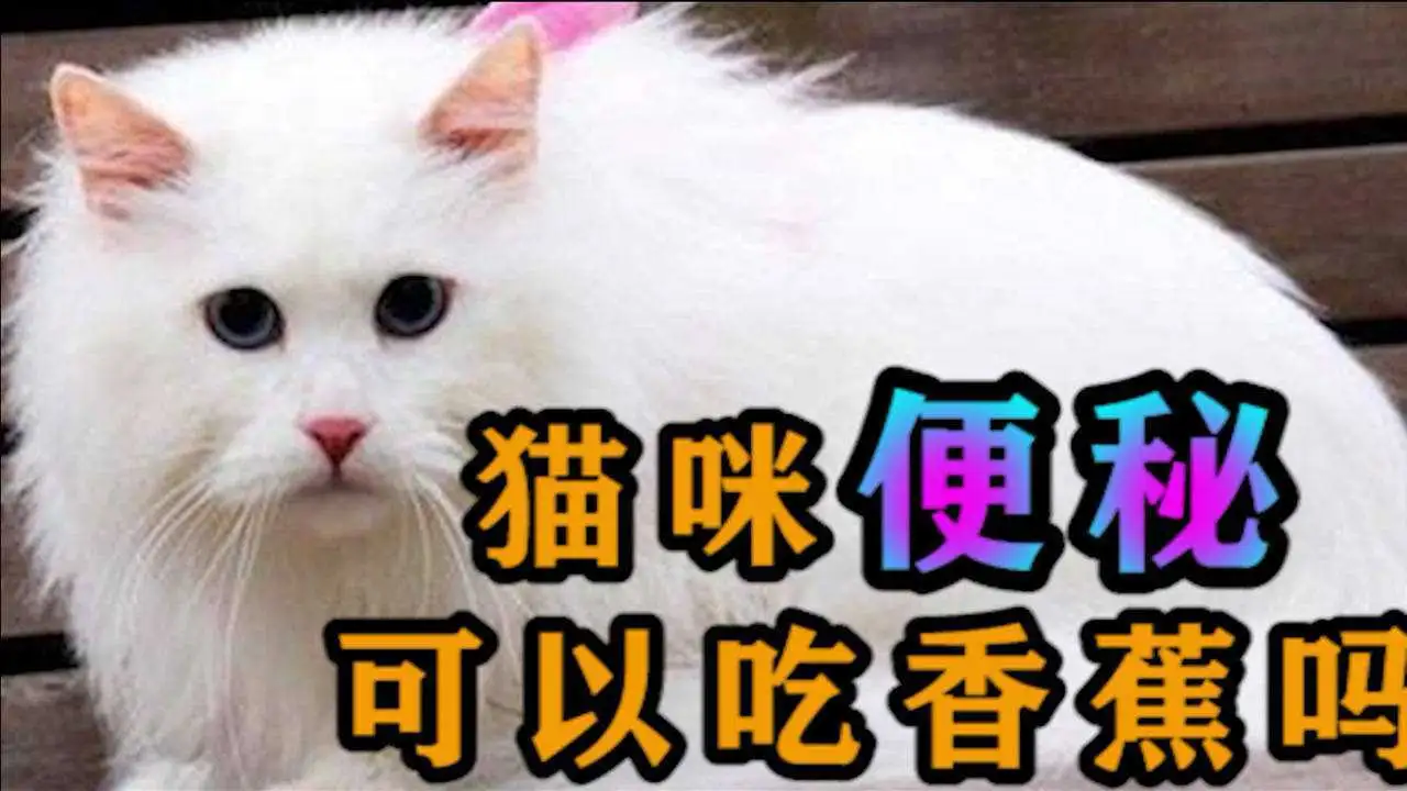 猫便秘会不吃东西吗(猫便秘会不吃东西吗怎么办)