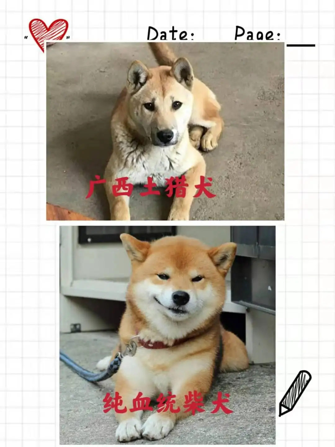 柴犬和中华田园犬有什么区别(柴犬和中华田园犬有什么区别?)