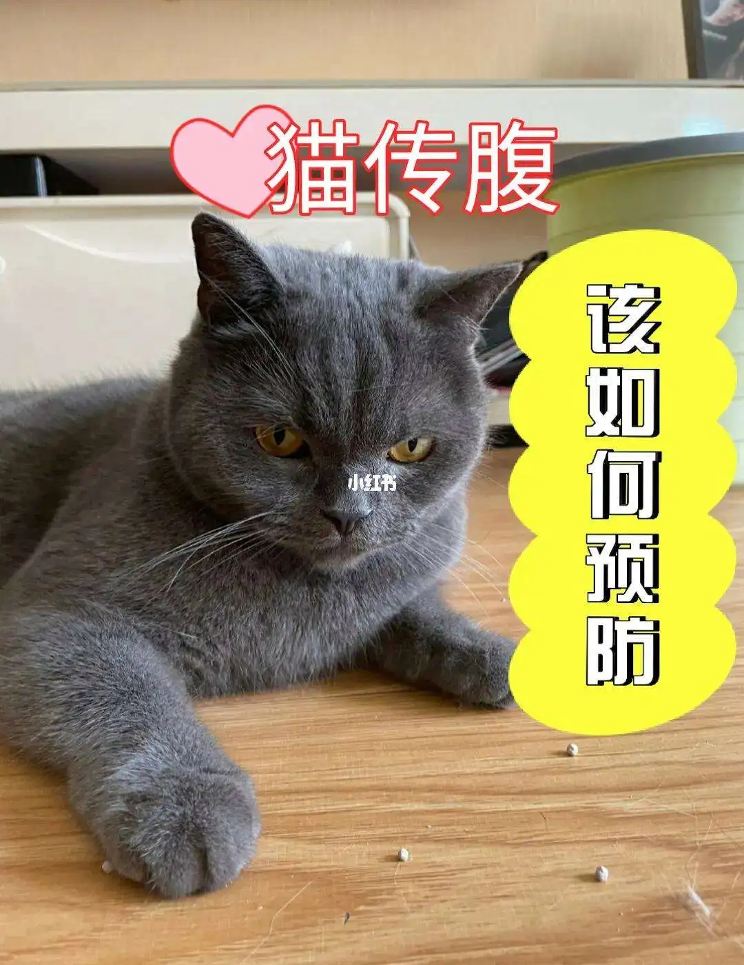 猫传腹怎么辨别(猫传腹怎么看好没好)