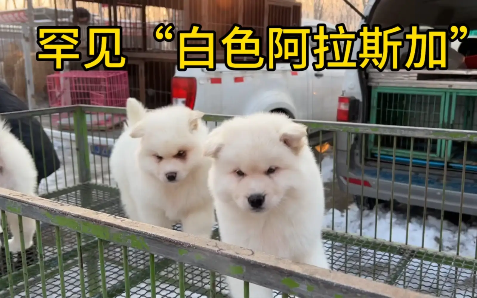 阿拉斯加幼犬纯白(阿拉斯加犬白色多少钱一只)