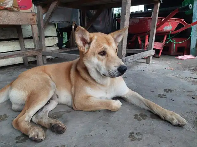 中华田园犬还有纯种的吗(中华田园犬还有纯种的吗视频)