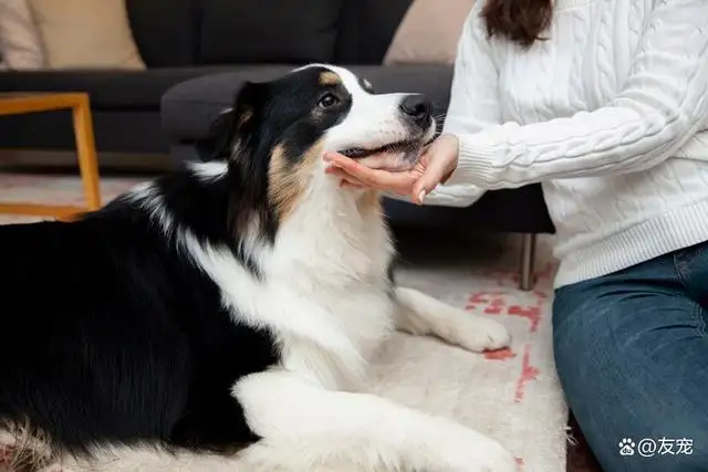 边境牧羊犬的喂养(边境牧羊犬的喂养方式)