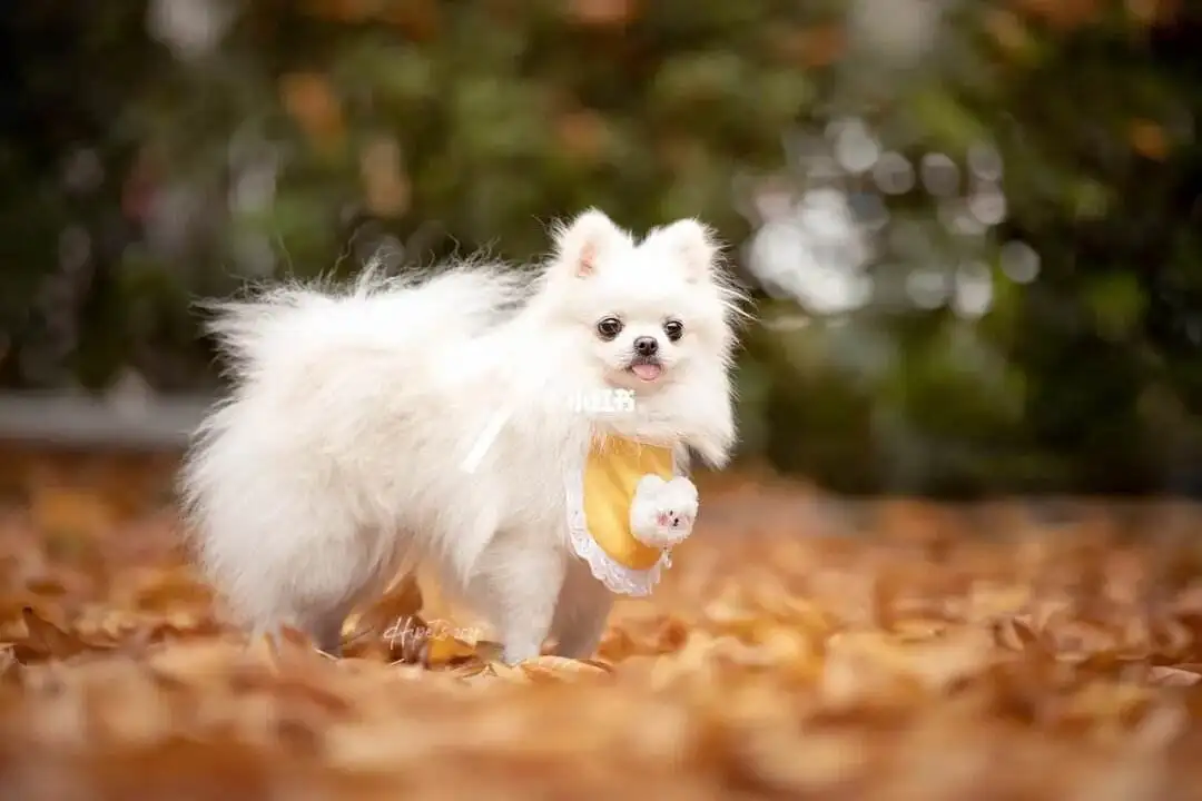 小型犬的排名与价格(小型犬的排名与价格是多少)