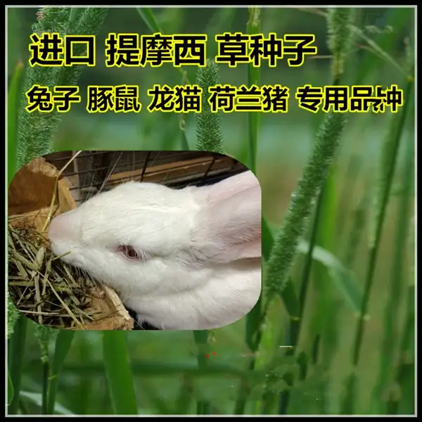 普通的野草能给荷兰猪吃吗(普通的野草能给荷兰猪吃吗图片)