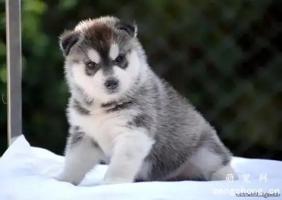 一只哈士奇多少钱幼犬(一只哈士奇幼犬价格多少)