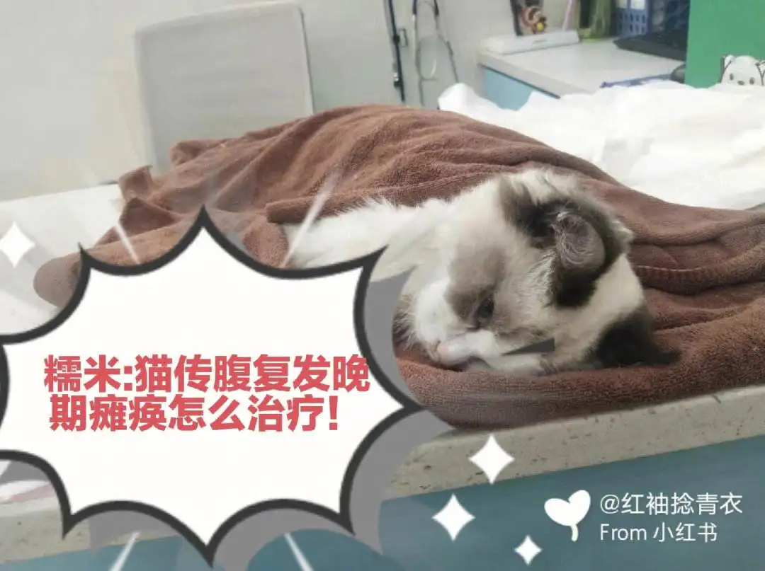 猫传腹民间治法(猫传腹真的能治好吗)