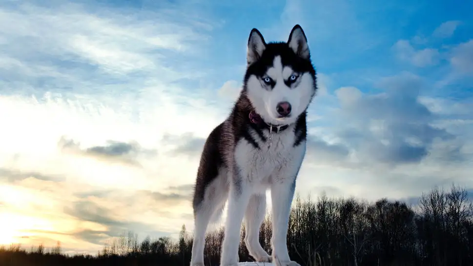 三种雪橇犬(雪橇犬有几种,就是指雪橇三傻吗)