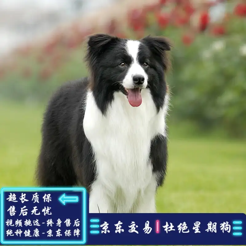 宠物狗的品种中型犬(宠物狗的品种中型犬有哪些)