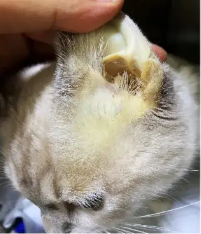 猫冠状是猫传腹吗(猫冠状转变成猫传腹的概率高吗)