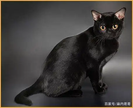 黑色宠物猫有什么品种(黑色宠物猫有什么品种图片)