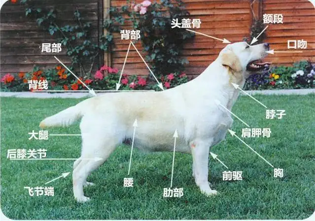 拉布拉多犬怎么养大(拉布拉多狗怎么养视频)