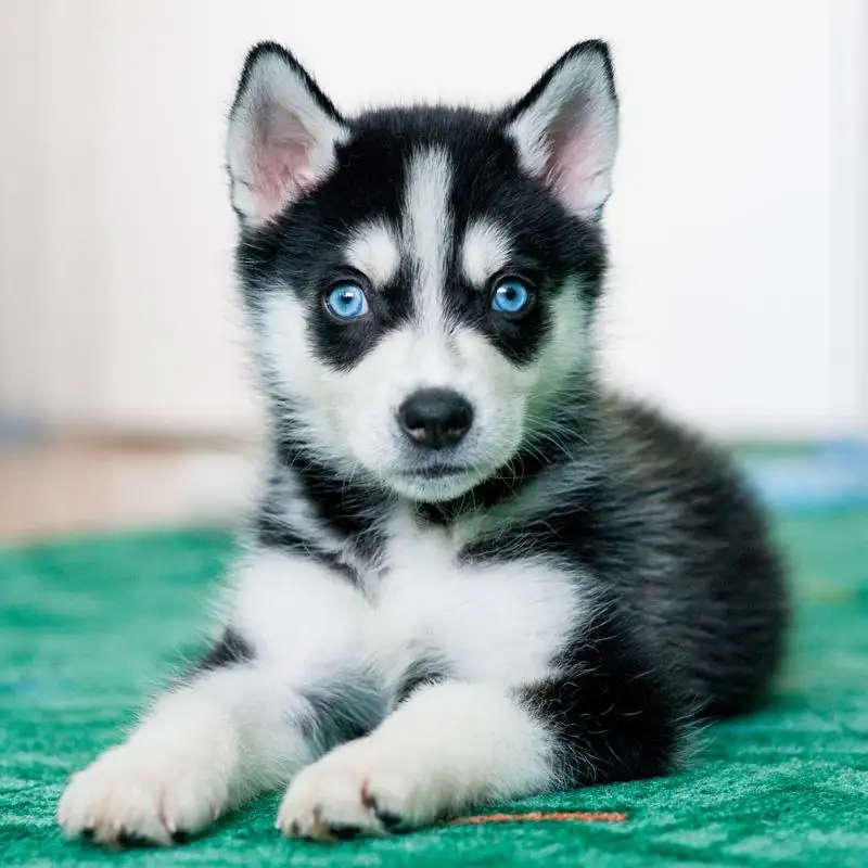 哈士奇幼犬图片(哈士奇幼犬价格一般多少钱)